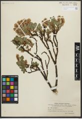 Foto von Salix myrsinites L.